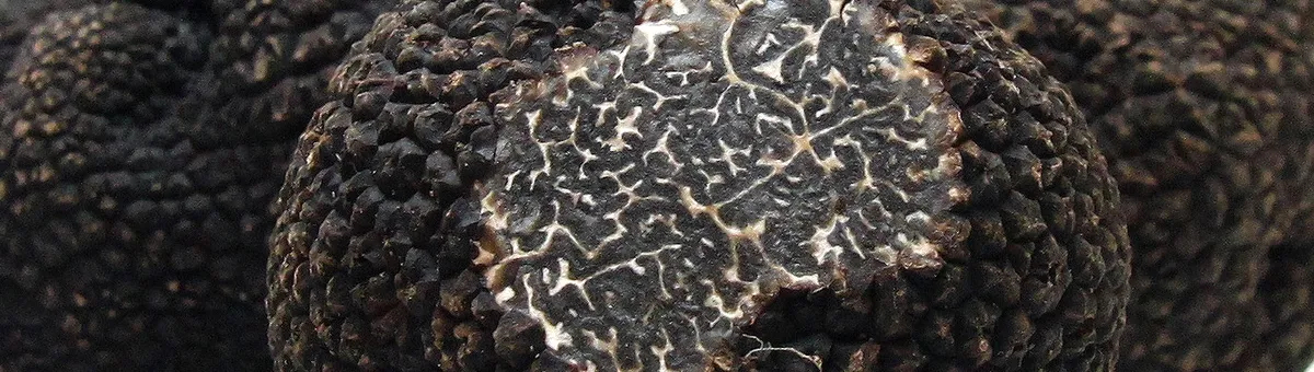 Frische Trüffel vom Spezialisten kaufen - tartufodelre.com