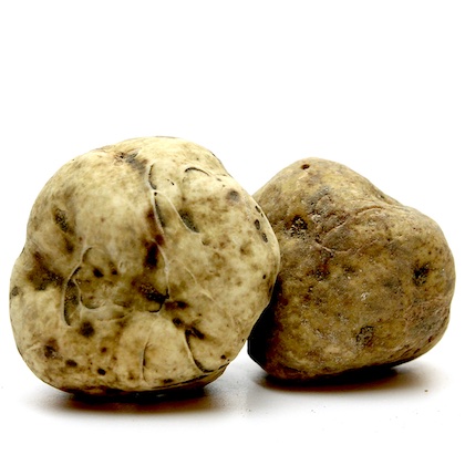 Weiße Alba Trüffel 1. Wahl