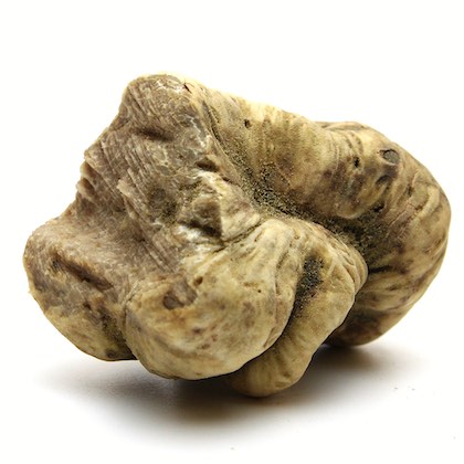 Weiße Trüffel klein